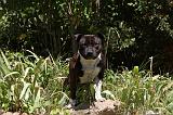 STAFFIE 425